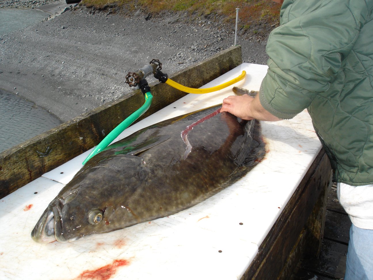 Seward Halibut 2006